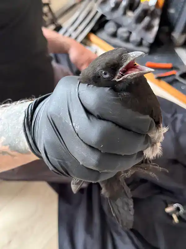 The saved Magpie, relieved to have been released from the Chimney in Warrington