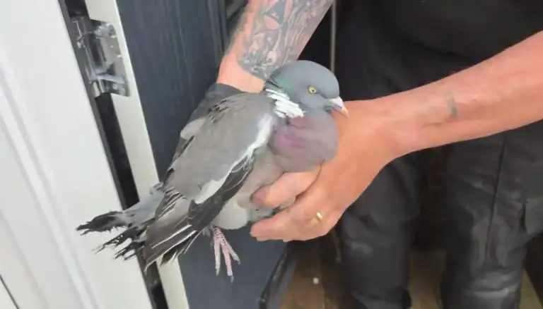 Picture of a bird we rescured that was stuck in a chimney behind a gas fire in Liverpool